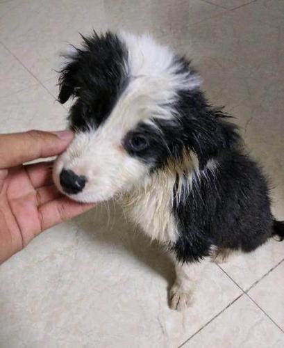 家有两只狗狗一只拉布拉多一只边境牧羊犬