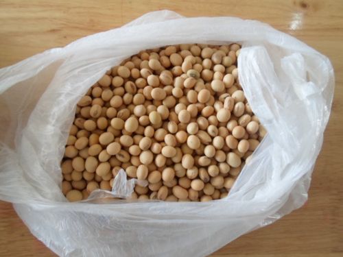 毛豆和黄豆