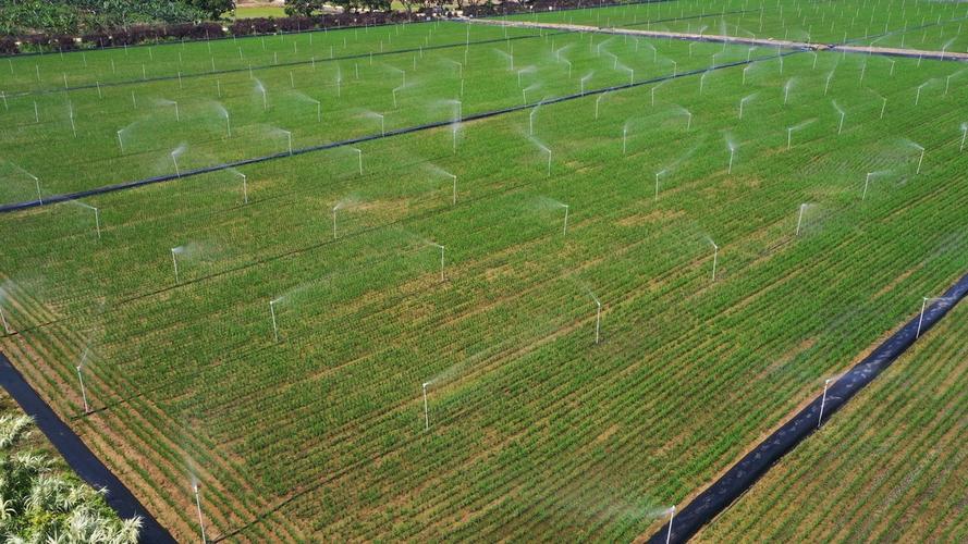 隆平国际现代农业水稻公园在广州黄埔开园