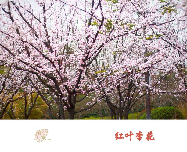 其它 红叶李花 写美篇     紫叶李栽植春,秋季均可进行,尤以春季为好.