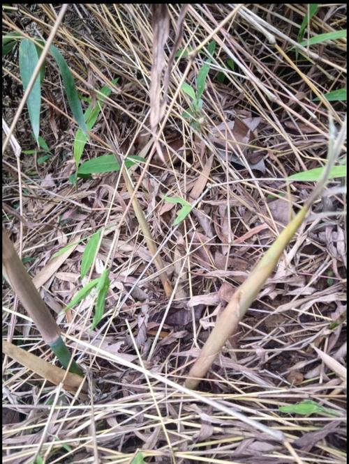 小山竹了,不然就不能食用了野生的小竹笋一般在春季3~4月之间长出来