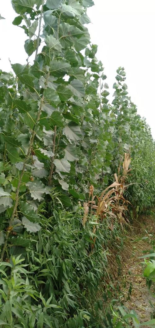 周口杨树苗种植基地-诚信苗木 107杨树苗优点详解