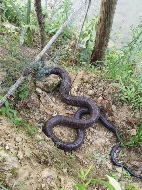 9斤多重的眼镜王蛇被困永福一鸡舍,不能动弹依然霸道无比