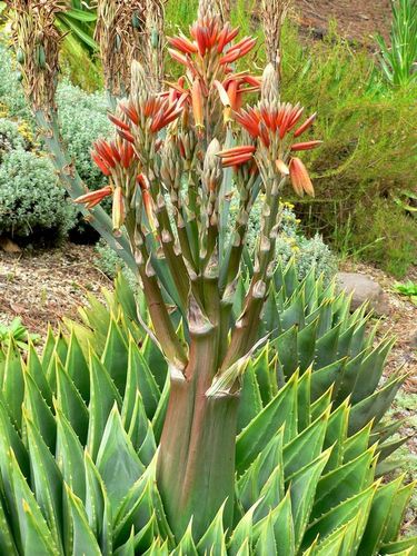 十四公主~采集到芦荟