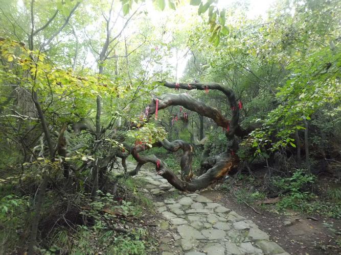 平定冠山森林公园