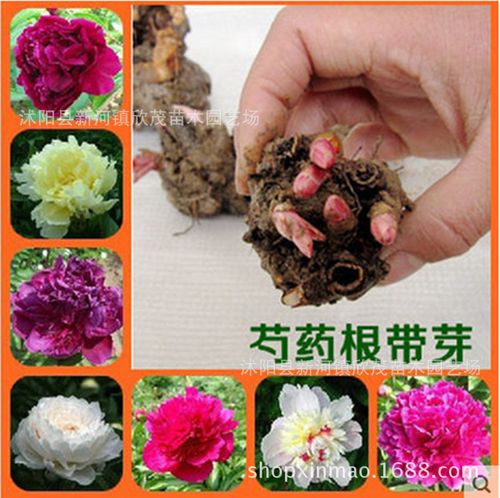 批发芍药种根 庭院盆栽花卉 芍药花苗根块种球 当年开花 包成活