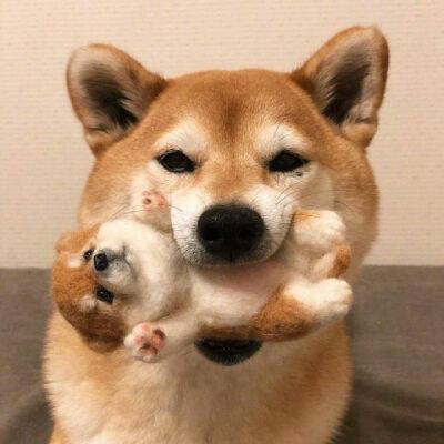狗和人情侣头像高清大图