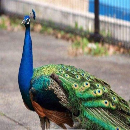 养殖技术推荐 观赏孔雀 活体白孔雀 孔雀活体