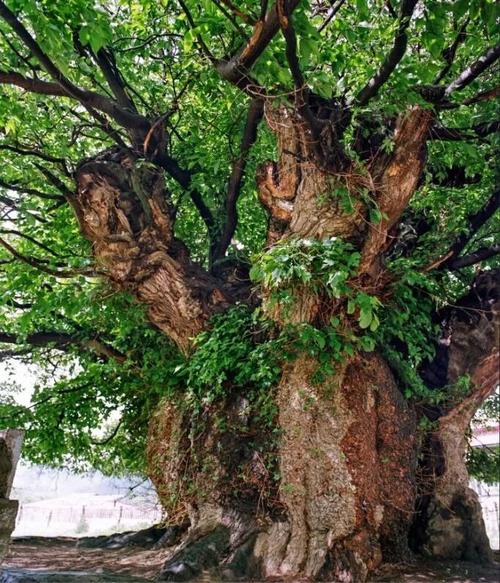 树木传奇|缘起桑树,华夏文明一路向西