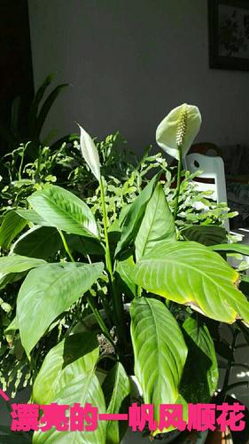 白鹤芋:别名:一帆风顺花!