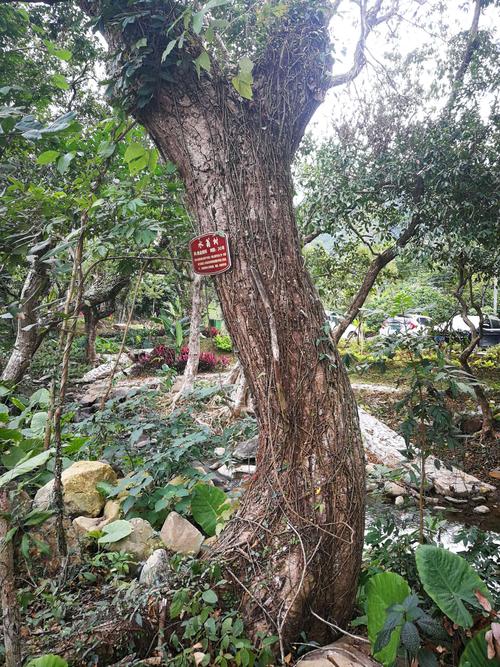240岁高寿的水翁树