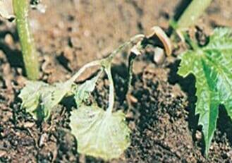 蔬菜苗期猝倒病,立枯病,枯萎病,根腐病,茎腐病等土传病害防治办法?