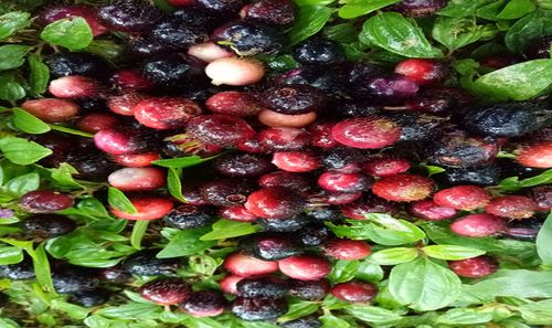 身体都很有益的 山竹,这一种野果,味道不错,也是有药用价值的 地捻子