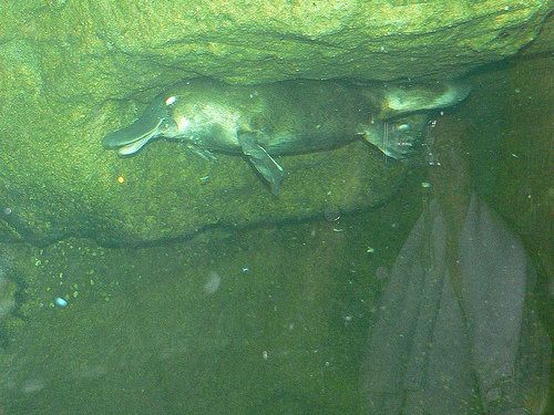 鸭嘴兽灭绝了吗