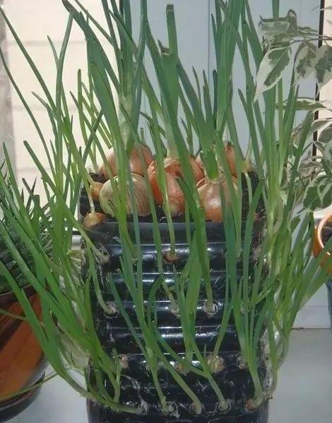 矿泉水瓶种大蒜,蒜苗一茬接一茬,一个大桶能种几十颗