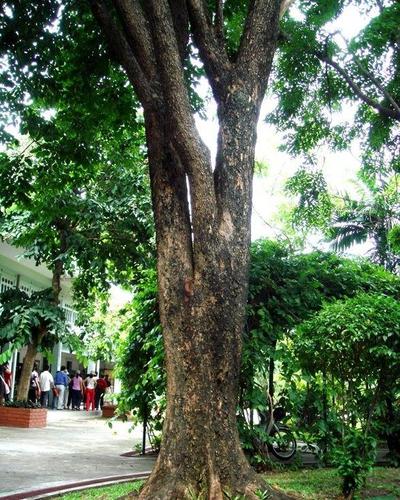 缅甸花梨学名叫"大果紫檀",主要分布在缅甸,老挝,泰国,马来西亚等地.