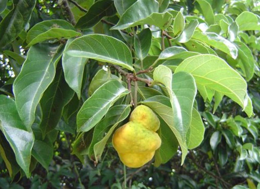 侵权请告知删除图片来源于网络,如有侵权请告知删除把桂木果切开一看