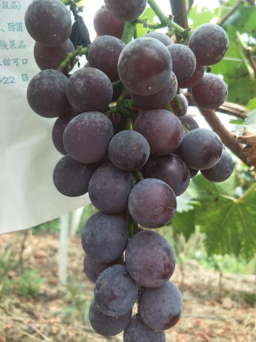 巨峰,阳光玫瑰葡萄