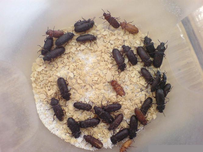 气味的清新,我们每个星期至少要清理一次:倒掉旧的麦片和虫虫的排泄物