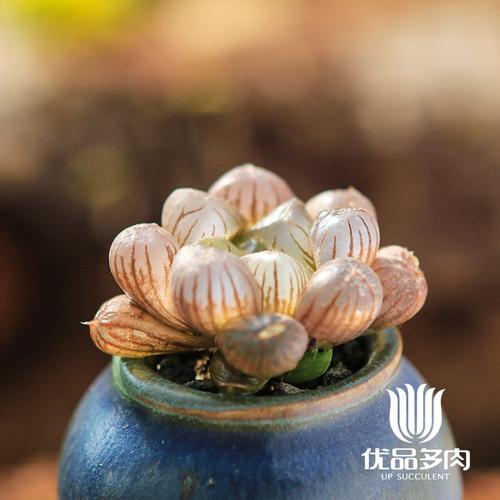 喜欢玉露多肉植物 水晶的还喜欢
