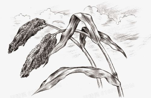 高粱素描图片