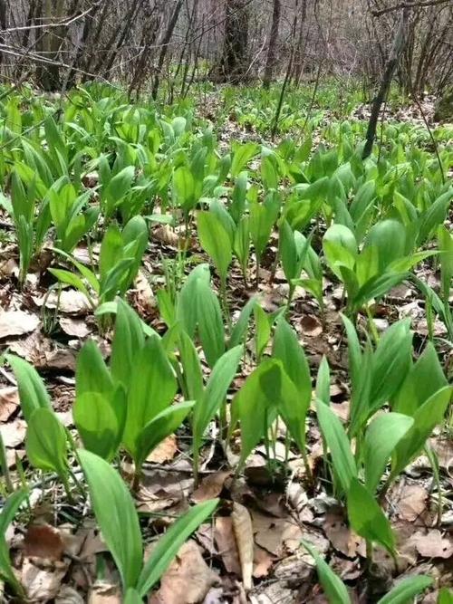 这是东北一种叫山葱的野菜.他也叫寒葱.
