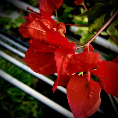 时间:2021年9月24号 地点:福州晋安河公园         美丽的三角梅,像