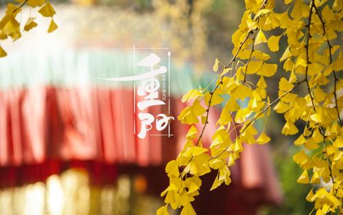 电脑壁纸 节日 节日合集 九月九重阳节唯美银杏意境风景图