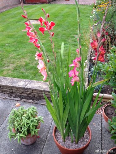原创剑兰切花每年春节都买还可养成盆栽买点球根还可不断繁殖