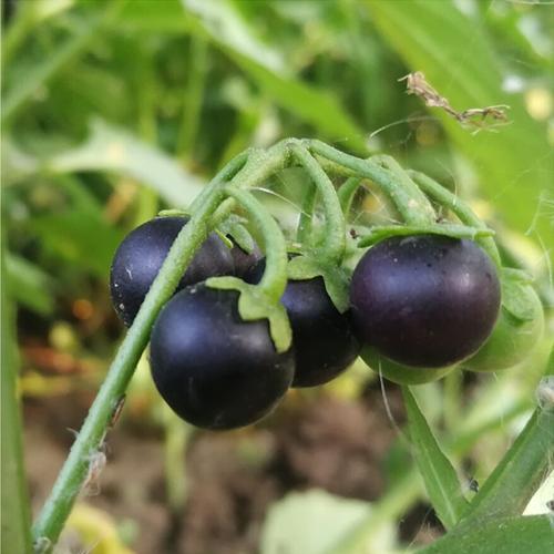 农家野生龙葵种子黑天天黑星星籽野辣虎野海椒水果四季蔬菜花青素