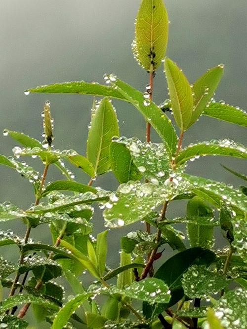 雨后踏春.