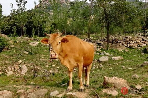 属马男和属牛女婚配婚姻如何