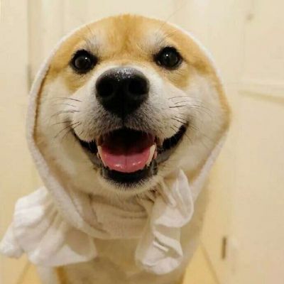 2019最好看的微信情侣头像狗狗一对 可爱搞怪的动物情侣头像分享!