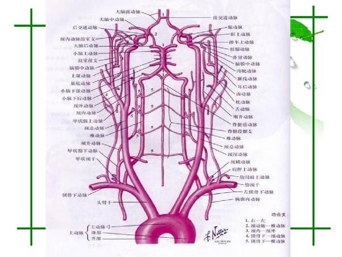 头颈部血管的ctamra诊断ppt  头颈部血管性病变的cta和mra诊断 解剖