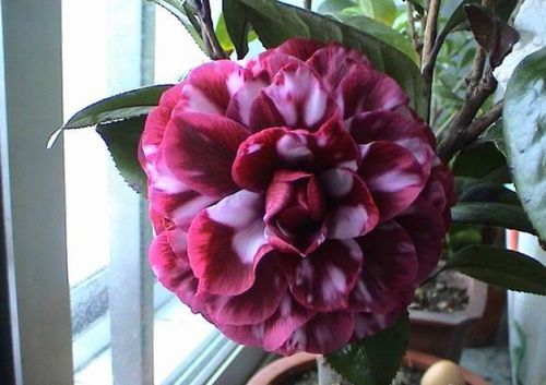 复色黑贝拉-山茶花