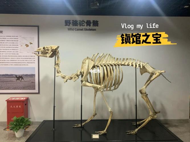 乌鲁木齐76新疆自然博物馆_新疆生态与地理研究所标本馆攻略_鸡娃