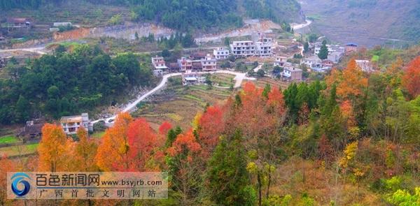 精彩美图 旅游    初冬以来,在凌云县逻楼,加尤,玉洪等乡镇的高山地区