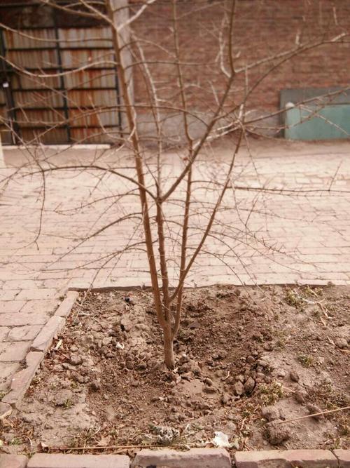 石榴树该怎么修剪啊?