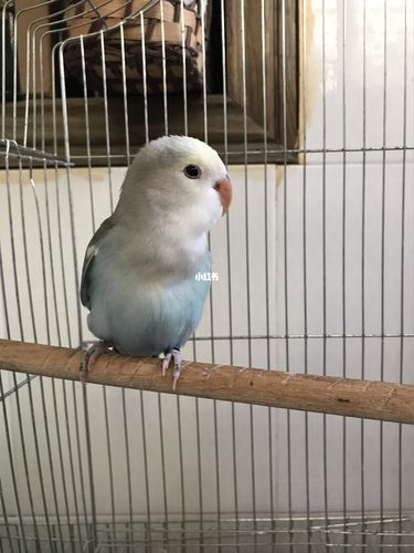 先来的小伙伴 花桃_鹦鹉_牡丹鹦鹉_宠物_宠物其他