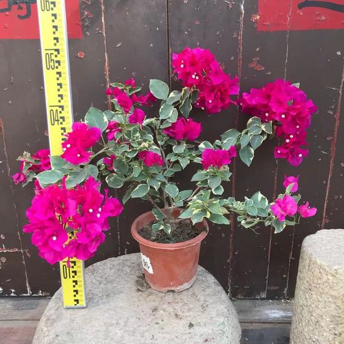 三角梅金边蓝月亮 新苗 原盆发货