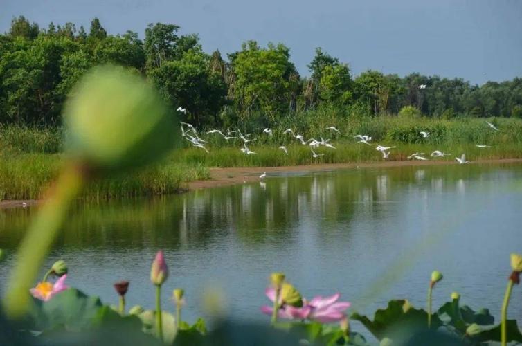 以水为镜,照我泗洪多精彩