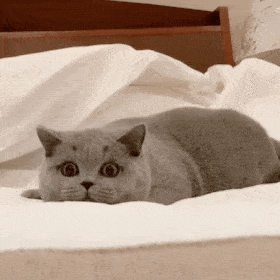 猫咪表情包可爱喵喵动态表情包