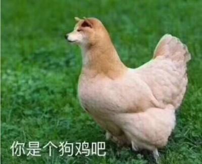 宠物狗搞笑表情包