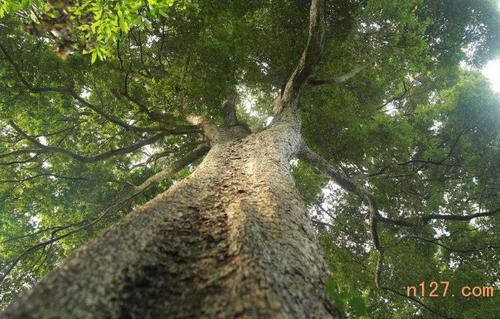 百色金丝楠木的病虫害防治