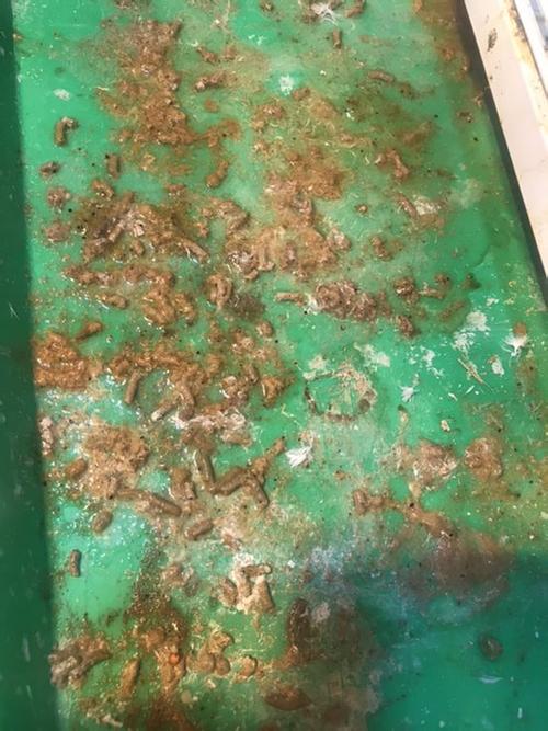 鸽子拉水便好几天,吃了毛滴虫和球虫2合1几天还是拉这样水便,也不知道