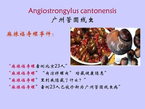 angiostrongylus cantonensis 广州管圆线虫ppt