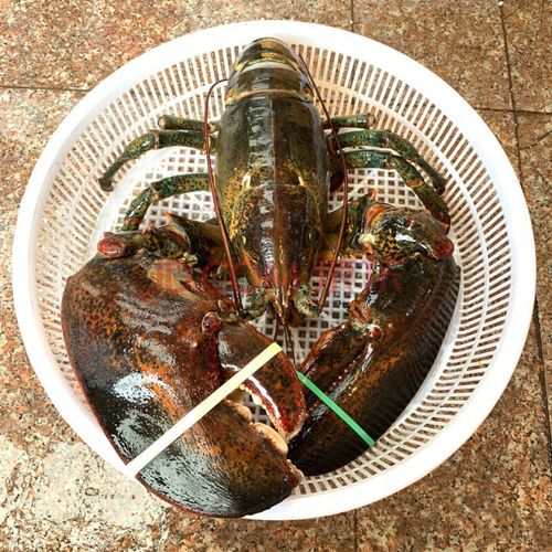 鲜活生冻大波龙波士顿超大龙虾冷冻海鲜澳洲龙虾新鲜