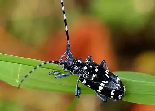 瓢虫,蟋蟀,螳螂,金龟子