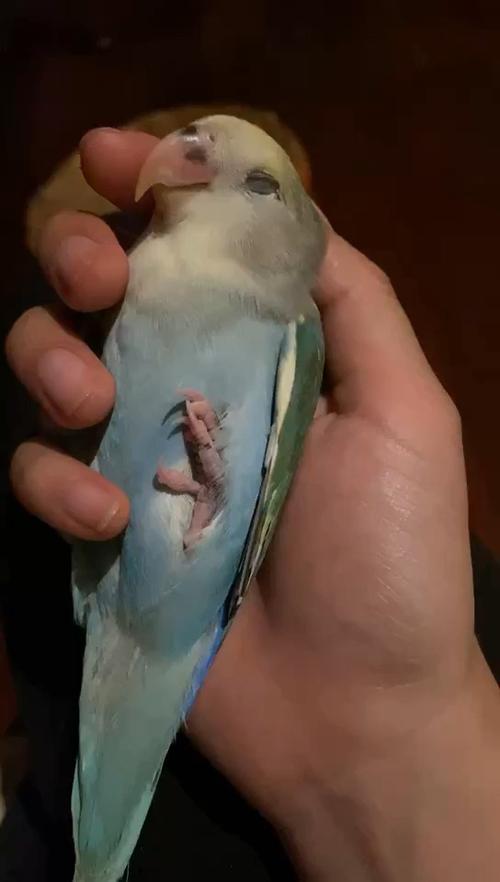 在新家的超大个花桃牡丹_牡丹_小鸟当家攻略_牡丹鹦鹉