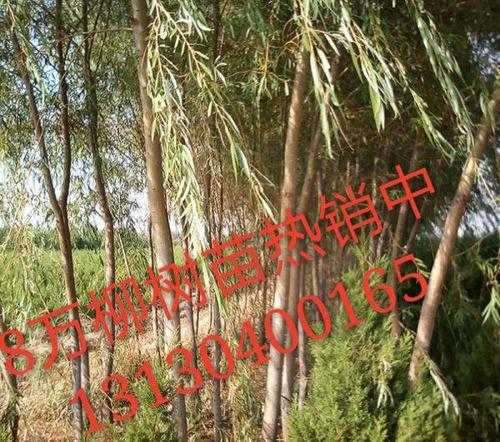 大连普兰店/瓦房店/庄河/金州/开发区绿化苗圃/苗木